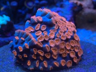 Meteor Shower Cyphastrea 