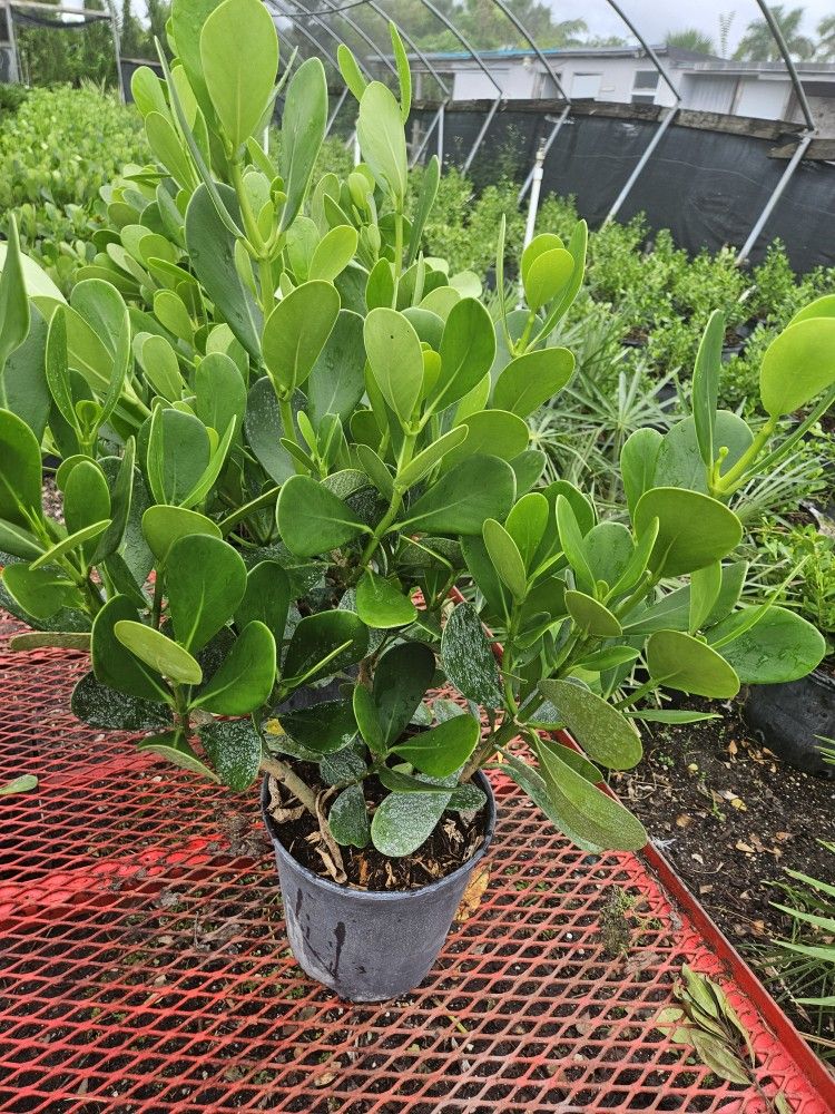 clusias About 3 feet tall Instant Privacy Hedge For Fence Green Full