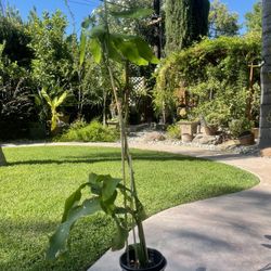 Queen of the Night Plant (last picture is mother plant) 