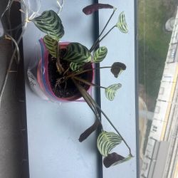 Calathea Plant