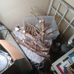 Cassava-Maniholt 15 Yuca Plant Live Stick Cuttings I Have Cut Sets Ranging From 6 to 14 Inches, Some Up To 26 Inches For The Big Cuttings Incase Custo