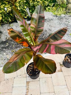 Variegated Musa Nono Banana  Plant in Pot