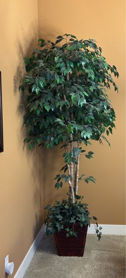 8’ ficus tree in base