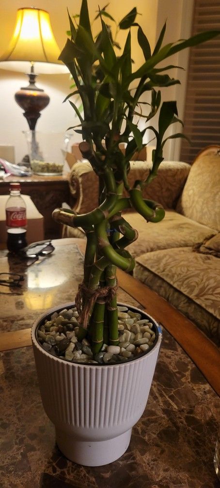 Lucky Bamboo 