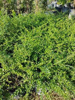 Serissa shrubs on sale now $6