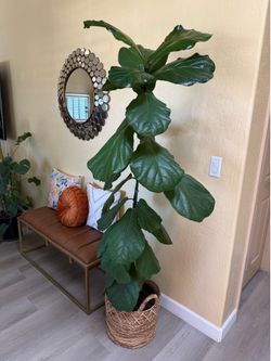 Tall Fiddle Leaf Plant