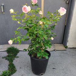 Climbing Rose 