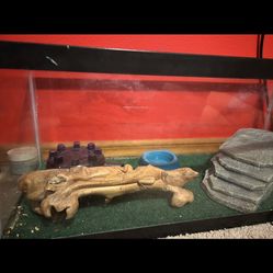 Lepord Geckos