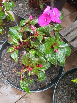 Impatient flower