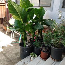 Elephant Ears Plansts