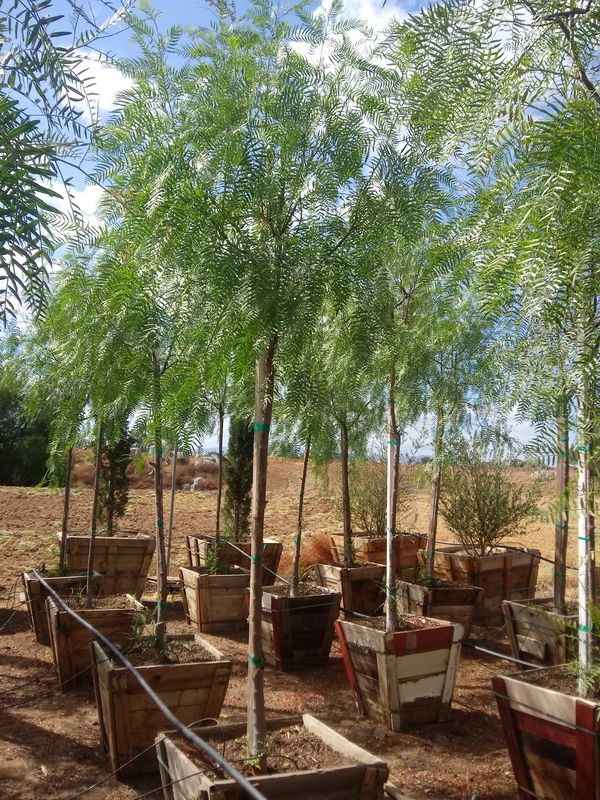 California pepper trees for Sale in Perris, CA - OfferUp