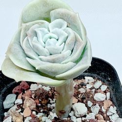 Graptoveria Lovely Rose Korean Succulent 