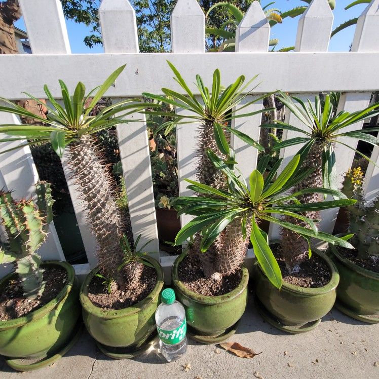 Madagascar Palms in ceramic pot