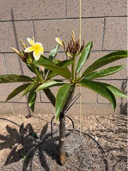 Yellow plumeria plant