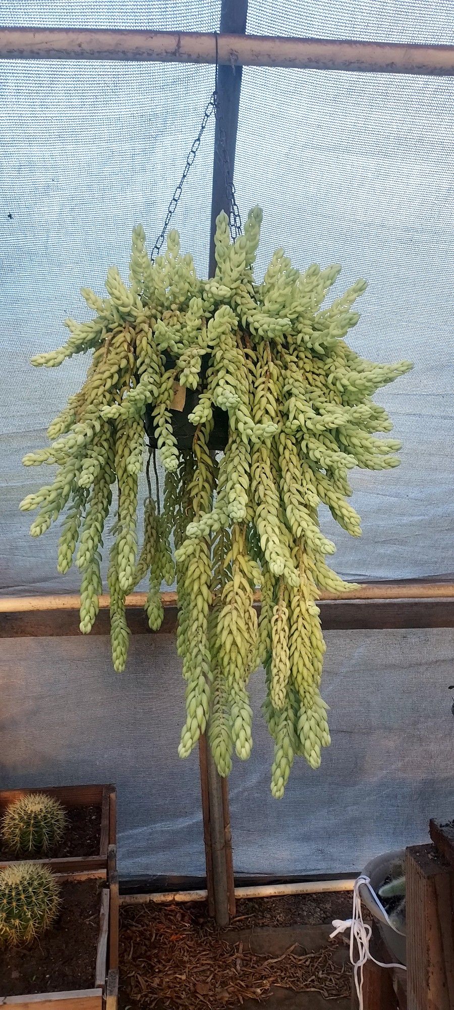 Rare And Exotic Plants