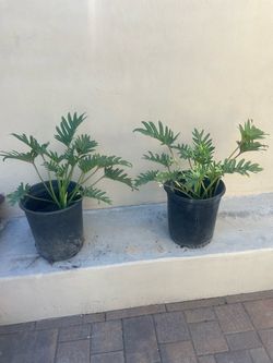 Philodendron Plant