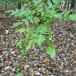 Leatherleaf Mahonia