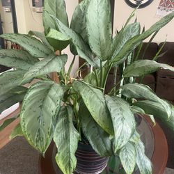 Chinese Evergreen Plant 