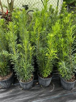 PODOCARPUS PLANT (Amazing Hedging, Privacy, Garden Back drop etc.) 