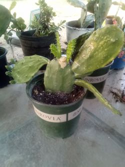 Large Blooming Prickly Pear Cactus in Pot – Rare Variety, Actively Flowering!