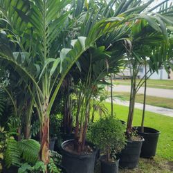 Spectacular Christmas Palms About 6 Feet Tall!!!! Adonidias Plants Fertilized!!! Single,  Double And Triple 