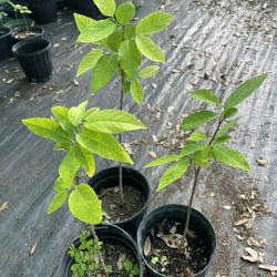 Sugar Apple Plants 