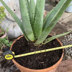 Aloe Vera In Clay Pot 10 Gallon.