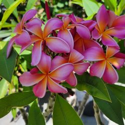 Beautiful Plumeria