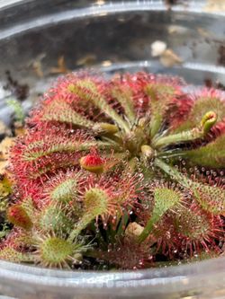 Sundew spatulata carnivorous plant