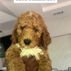 Golden Doodles For Sale
