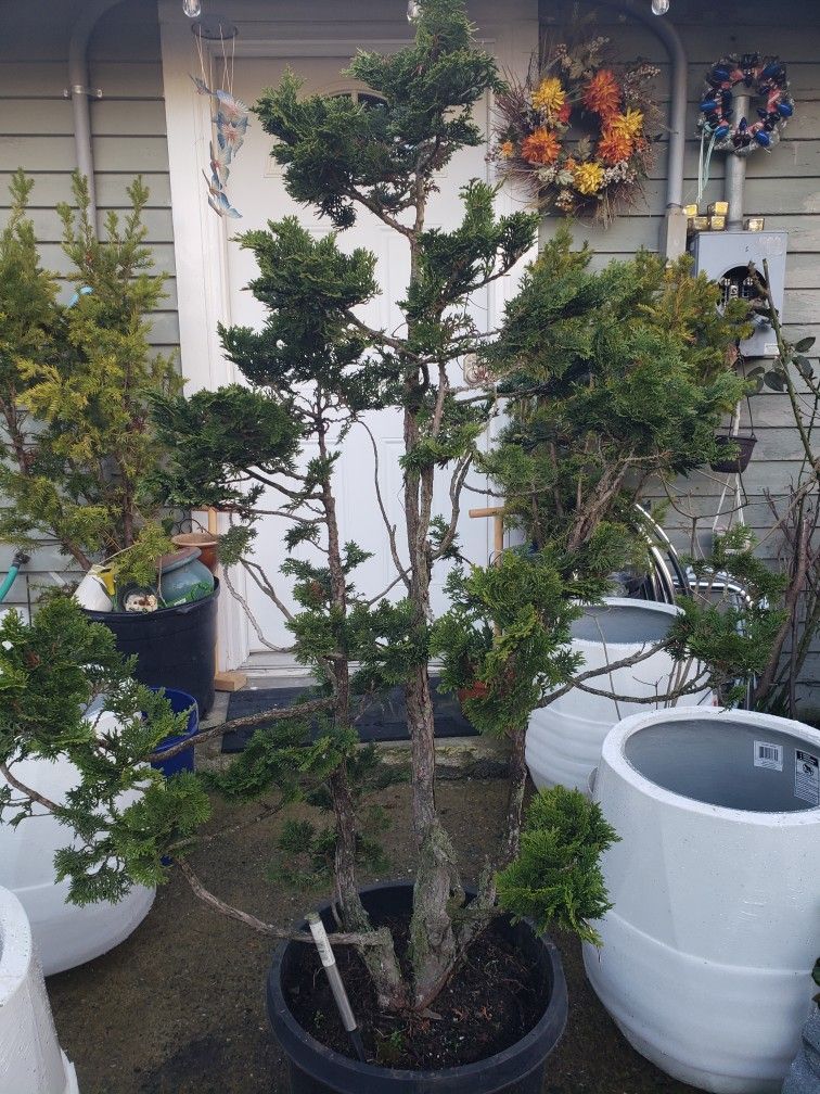Beautiful Hinoki Bonsai