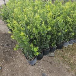Podocarpus About 4 Feet Tall Green Full Ready For Planting Instant Privacy Hedge For Fence 