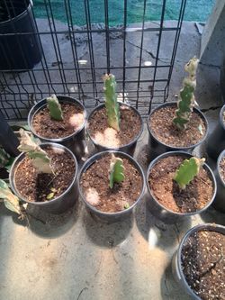 Dragonfruit Plants