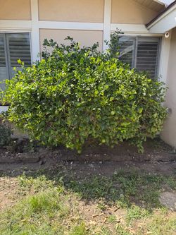 Free Lemon Tree (yellow)