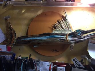 Sailfish