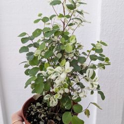 Snow Bush Plant 4" Pot - Indoor House Plants 