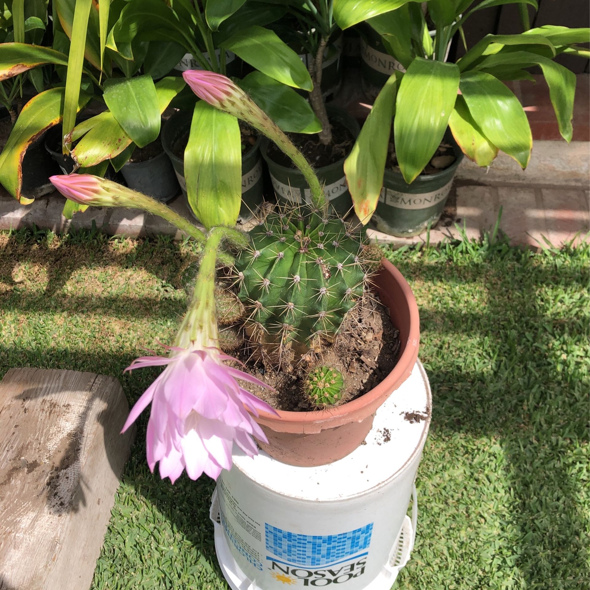 Cactus ? Can You Identify ? Would Like To Know.Echinopsis Tubiflora ?