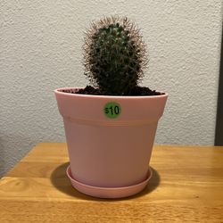 Mamillaria Rhondatha 