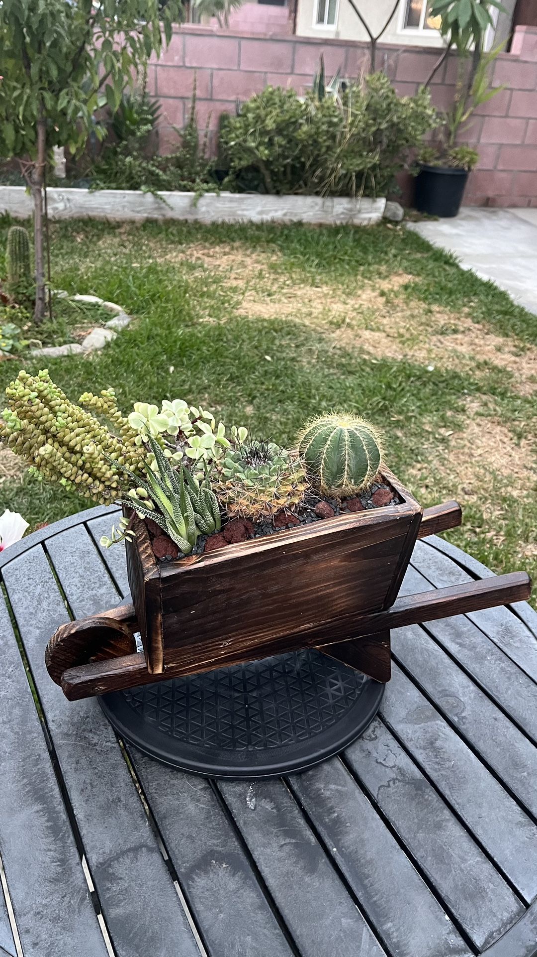 Very Healthy Variety Of Cactus In Rustic Wood Wheelbarrow Vase