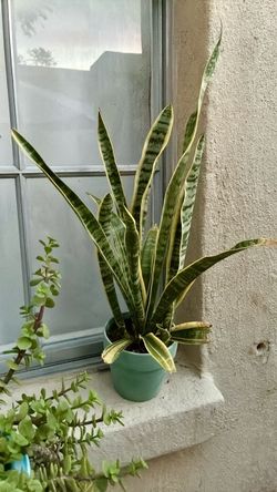 25 inch snake plant