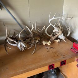 Deer Antlers