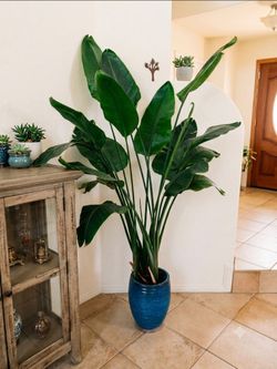 Beautiful Healthy Bird of Paradise in Large Ceramic Pot. Indoor and outdoor