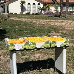 Free Lemons And Oranges