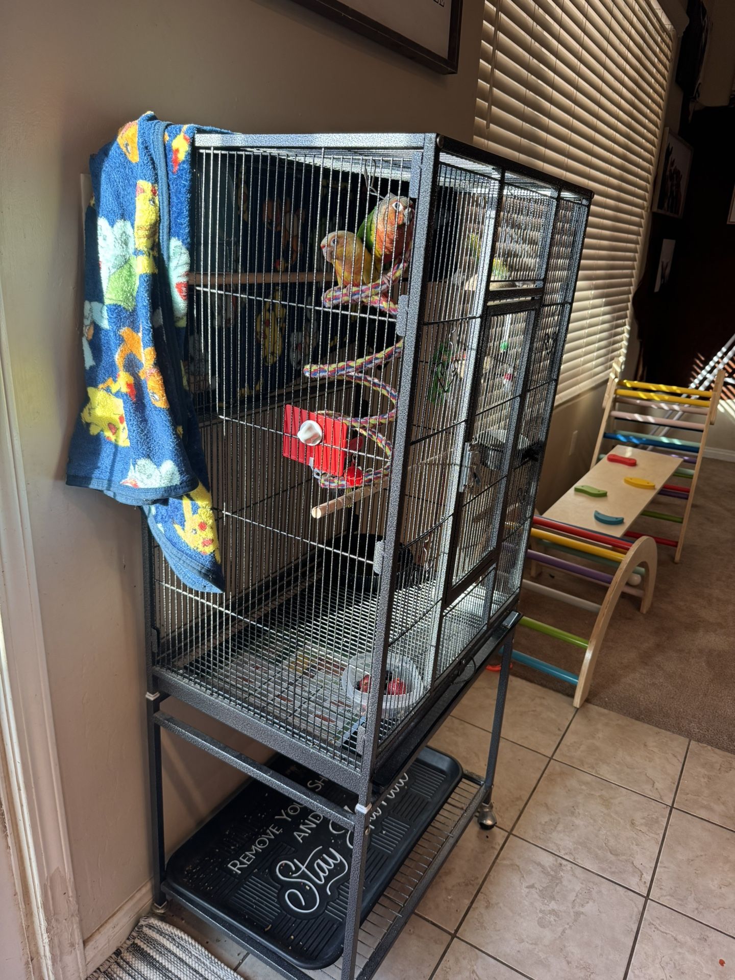 Two Green Cheek Conures & Cage 