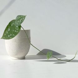 Lush Trailing Silver Satin Pothos Plant/ House Plant/ Indoor Plant 