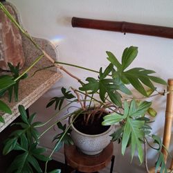 Healthy Big Plant