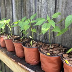 Florida Grove Pepper Plants