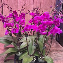 Real Purple Orchid
