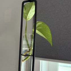 Plant Holder Propagation