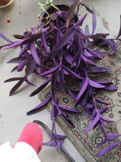 Tradescantia Purple 🟣 Queen 👑.